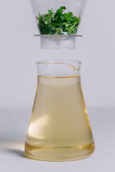 MUGWORT